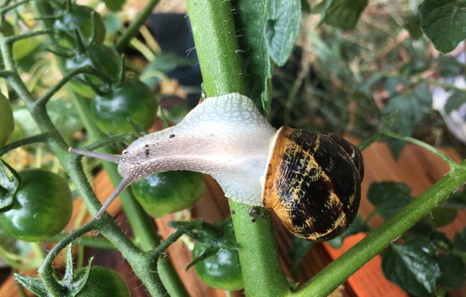 Schnecke